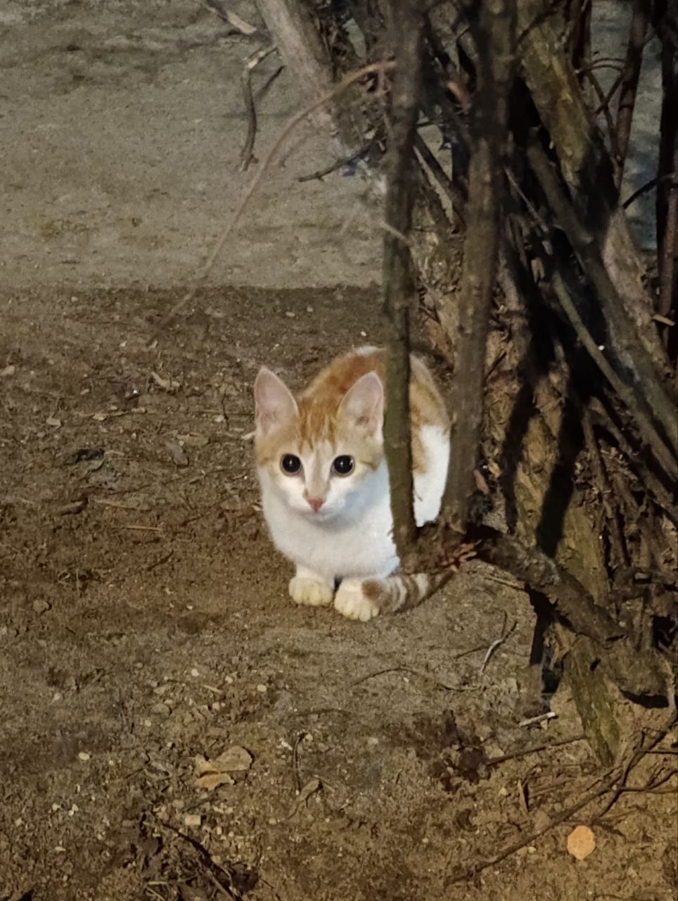 Пропала кошка в Егорьевске — фото объявления