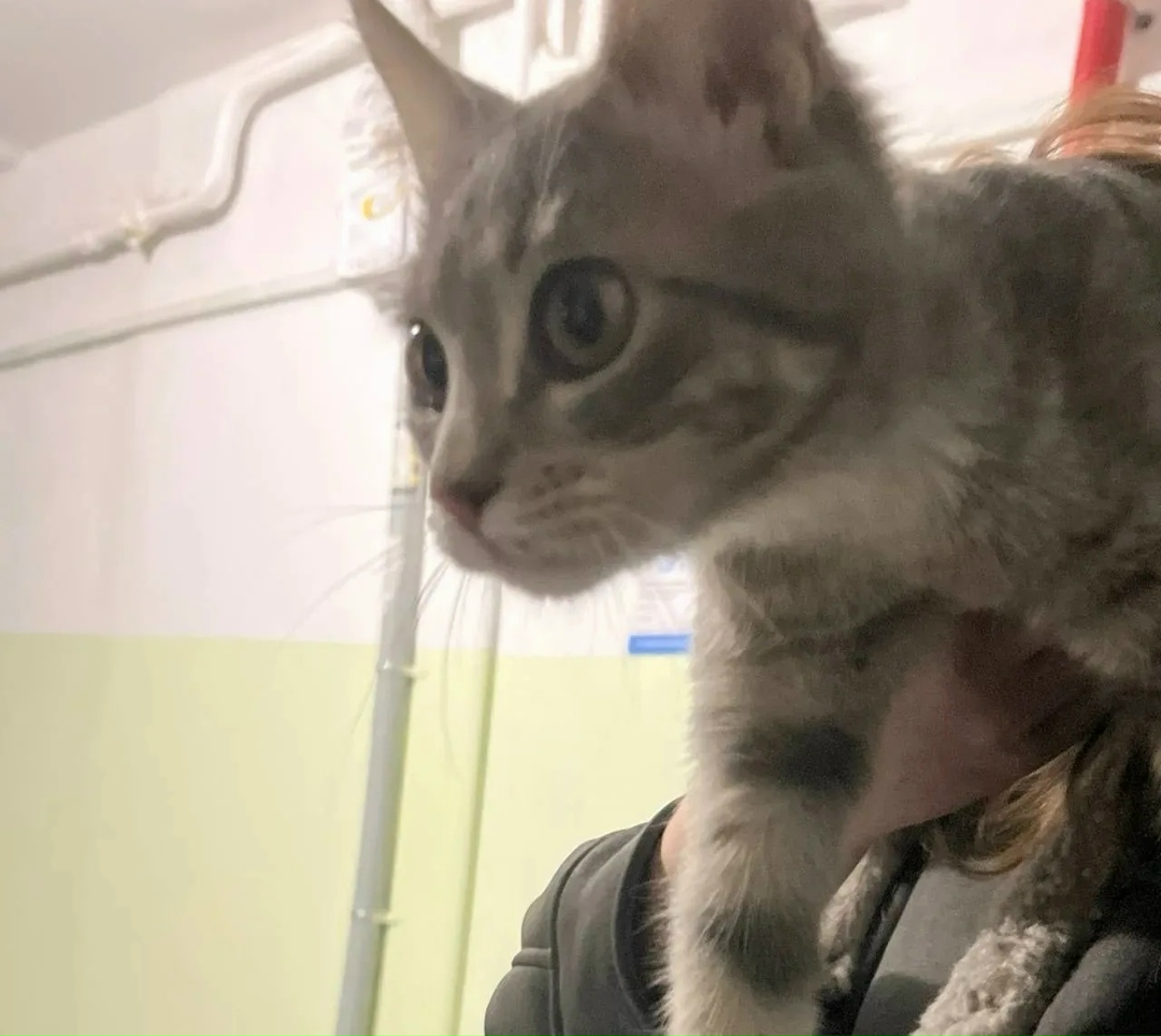 Пропала кошка в Егорьевске — фото объявления