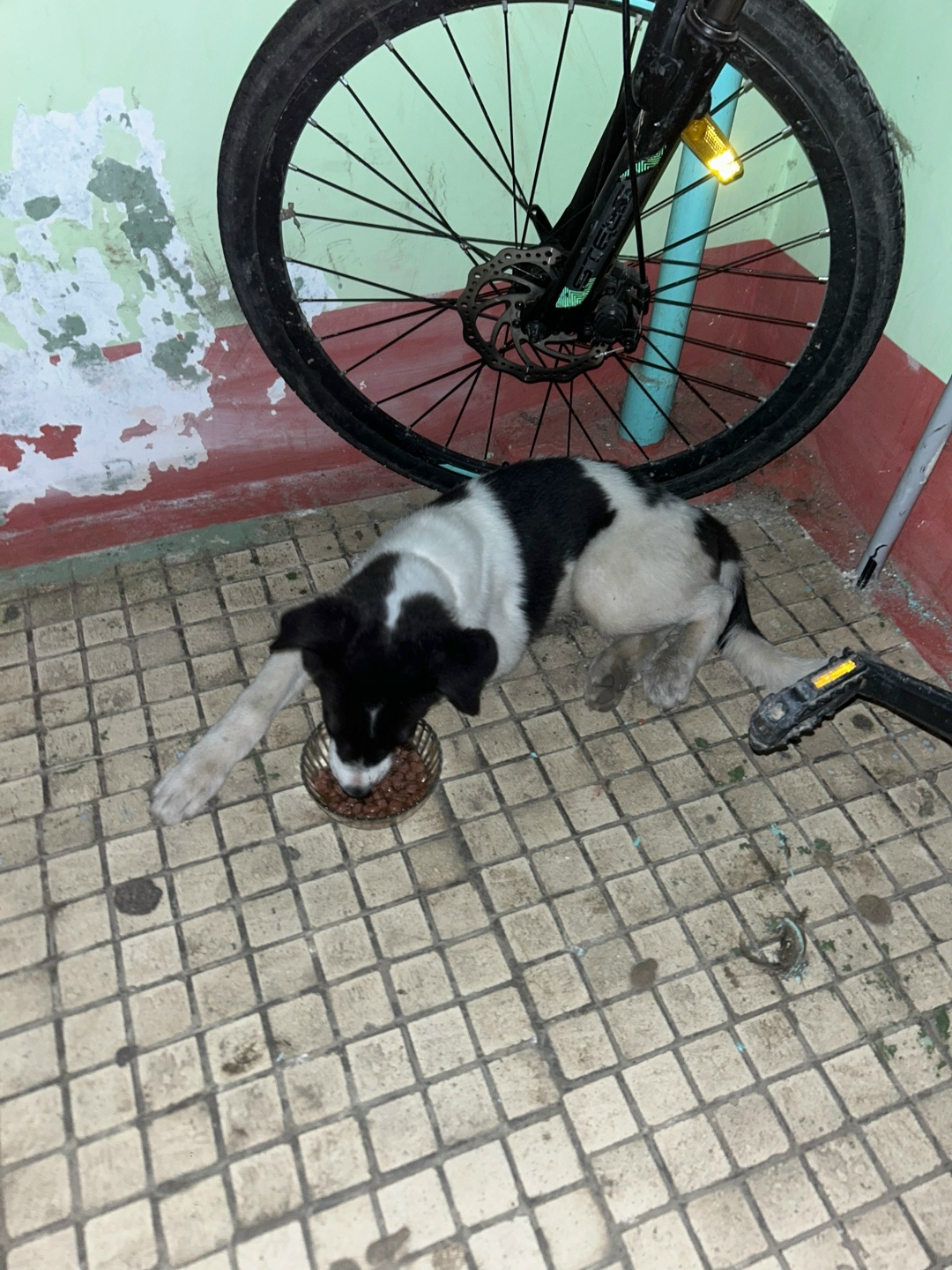Пропала собака в Егорьевске — фото объявления
