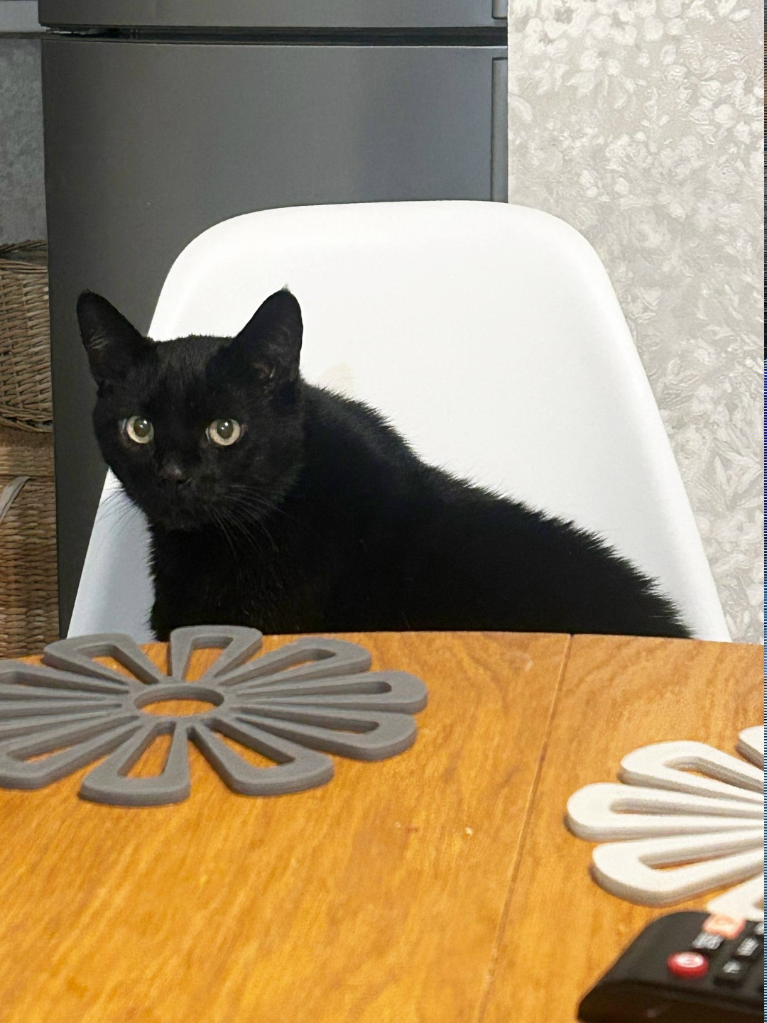 Пропала собака в Егорьевске — фото объявления