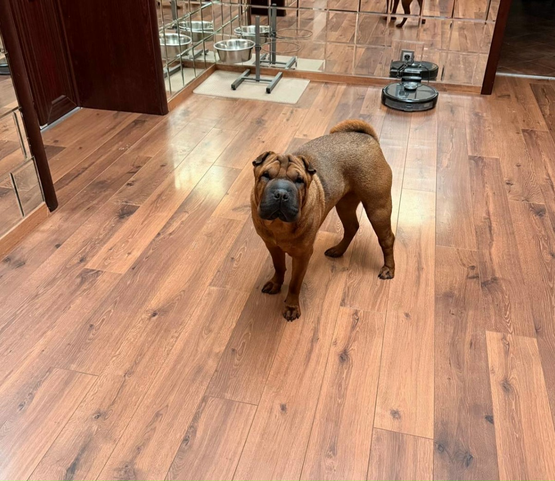 Пропала собака в Егорьевске — фото объявления