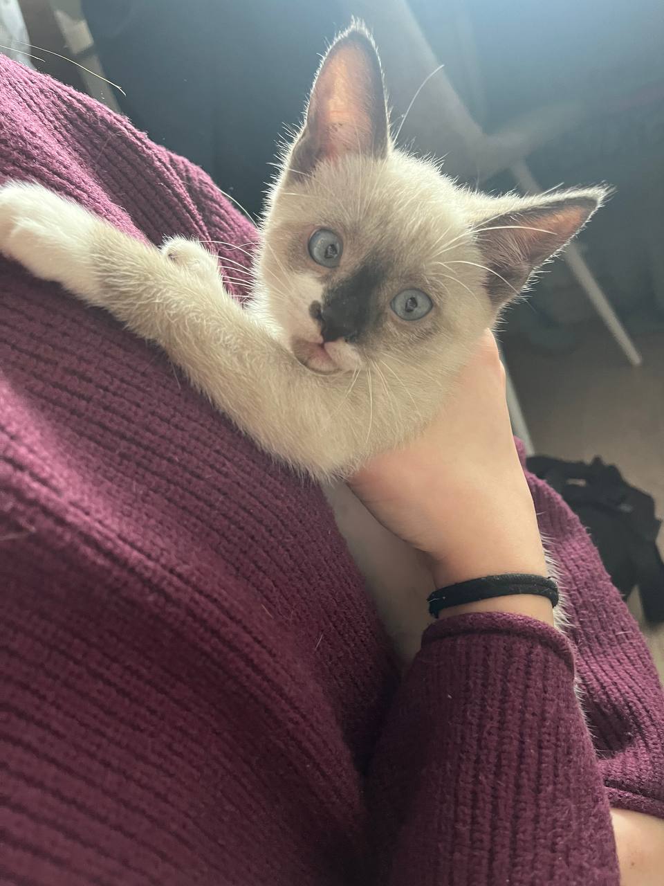 Найдена кошка в Егорьевске — фото объявления