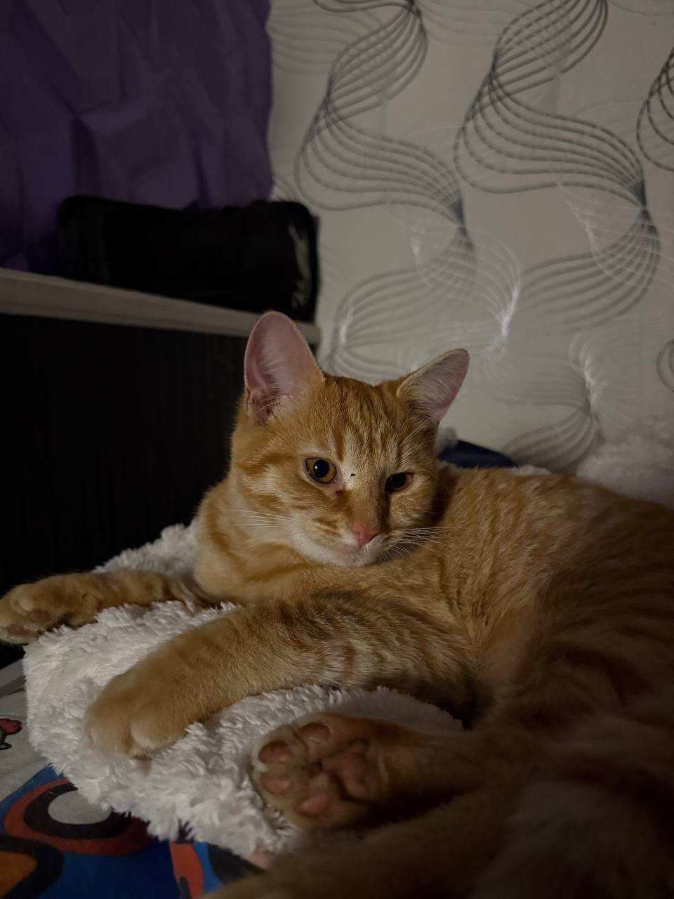 Пропала кошка в Егорьевске — фото объявления