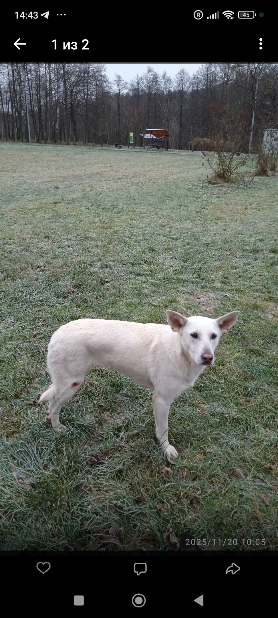 Пропала собака в Егорьевске — фото объявления
