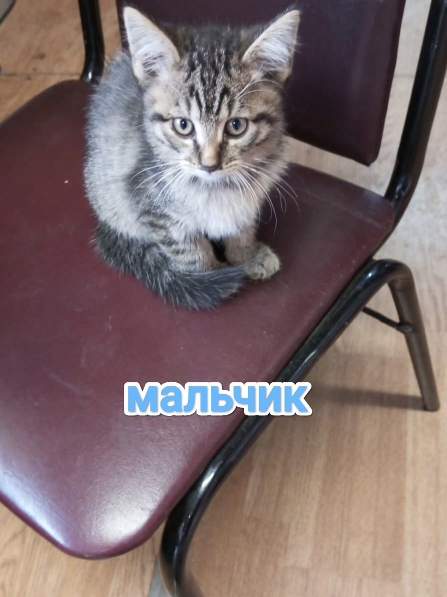 Найдена кошка в Егорьевске — фото объявления