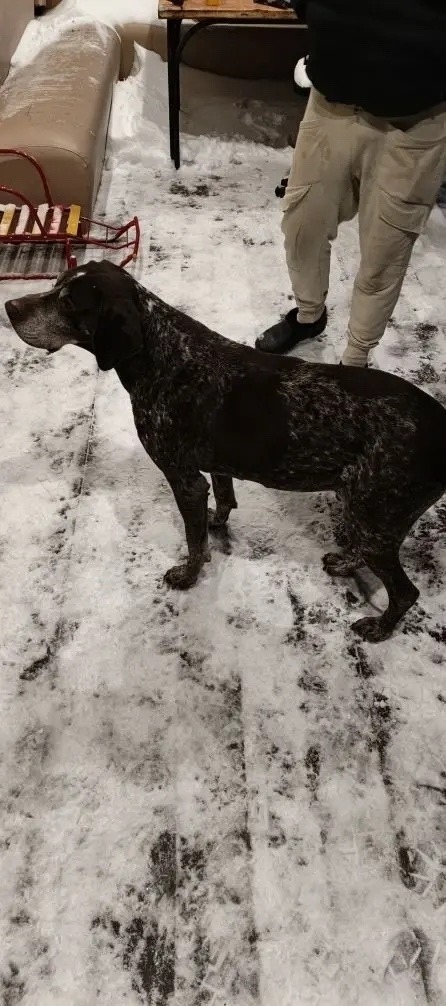 Пропала собака в Егорьевске — фото объявления