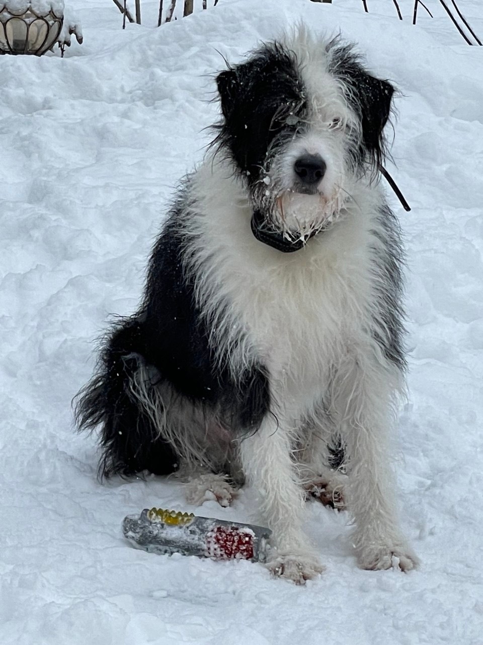 Пропала собака в Егорьевске — фото объявления