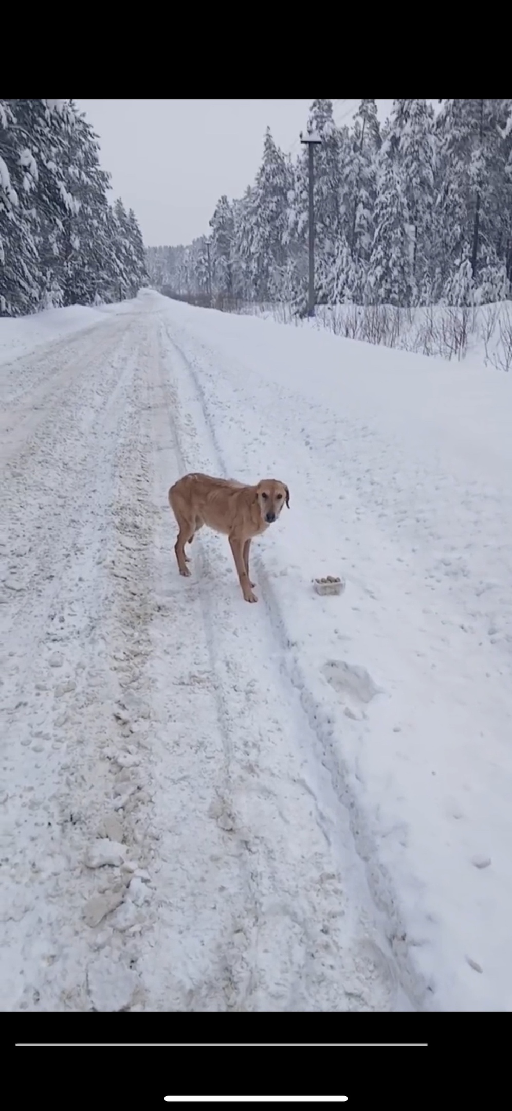 Пропала собака в Егорьевске — фото объявления