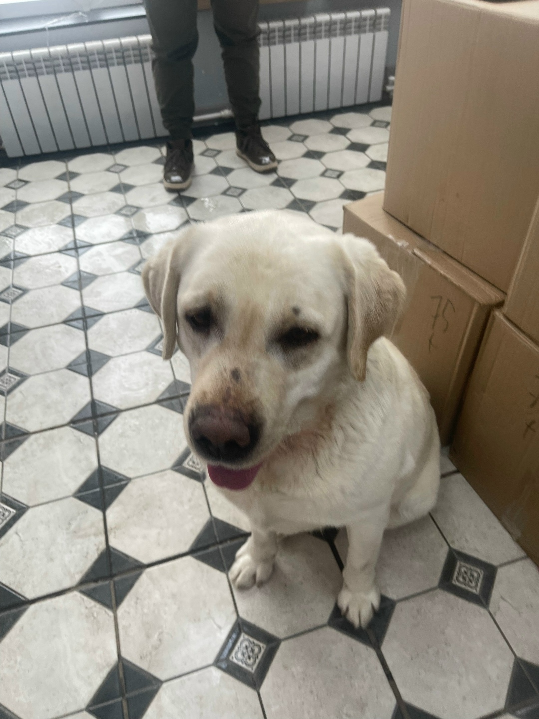 Найдена собака в Егорьевске — фото объявления