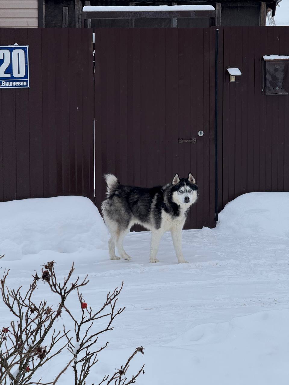 Пропала собака в Егорьевске — фото объявления