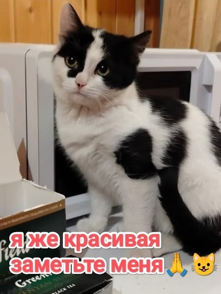 Найдена кошка в Егорьевске — фото объявления