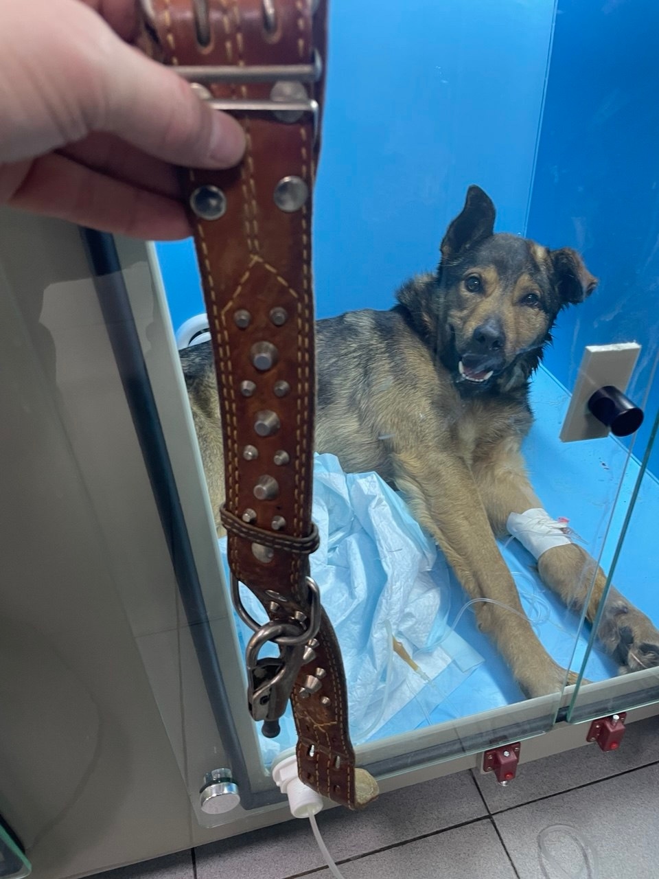 Пропала собака в Егорьевске — фото объявления