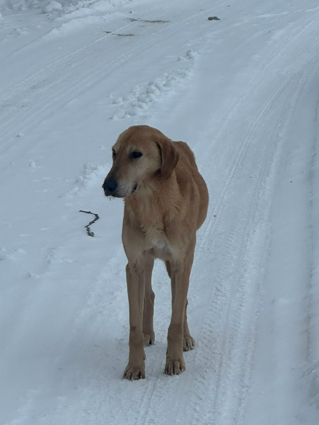 Пропала собака в Егорьевске — фото объявления