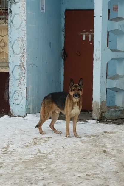 Найдена собака в Егорьевске — фото объявления