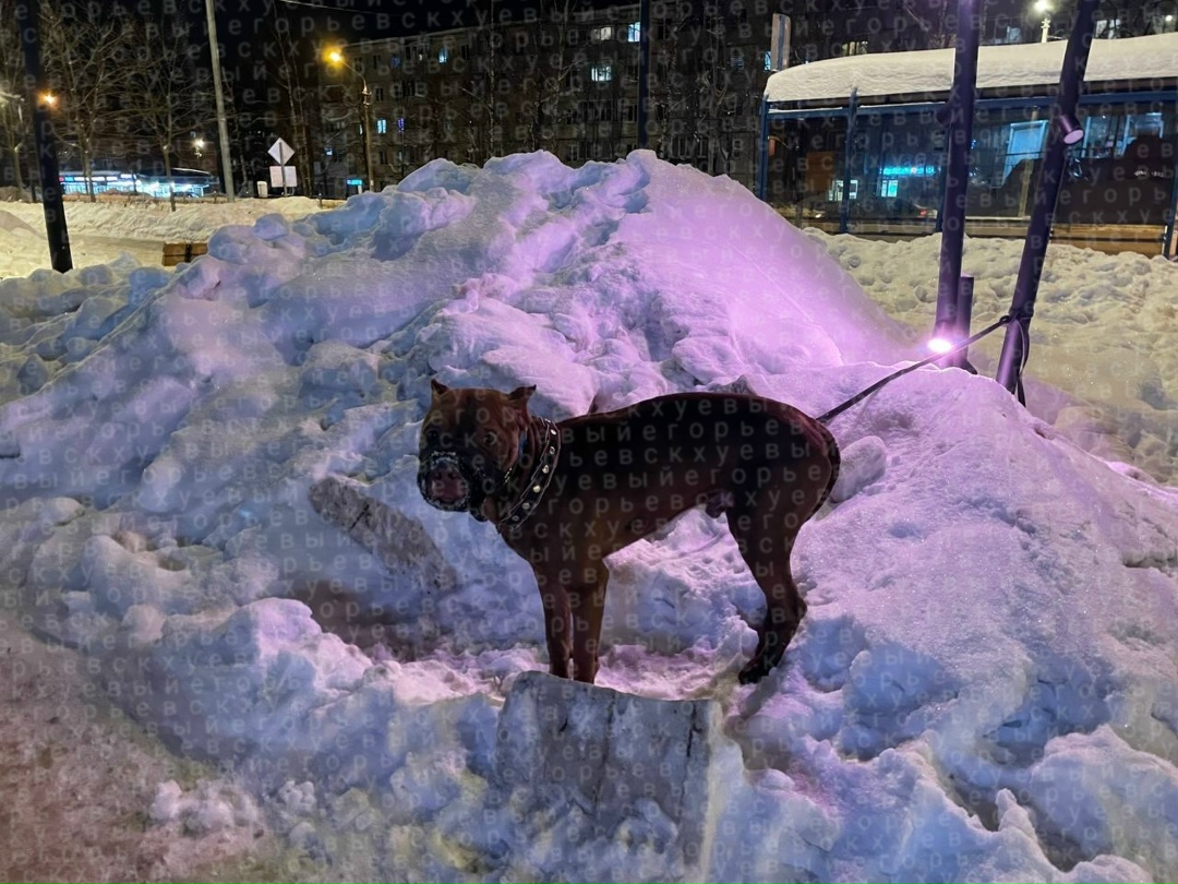 Пропала собака в Егорьевске — фото объявления