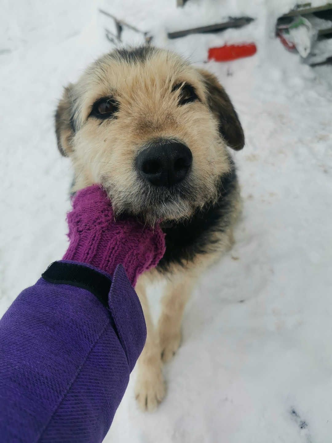 Найдена собака в Егорьевске — фото объявления