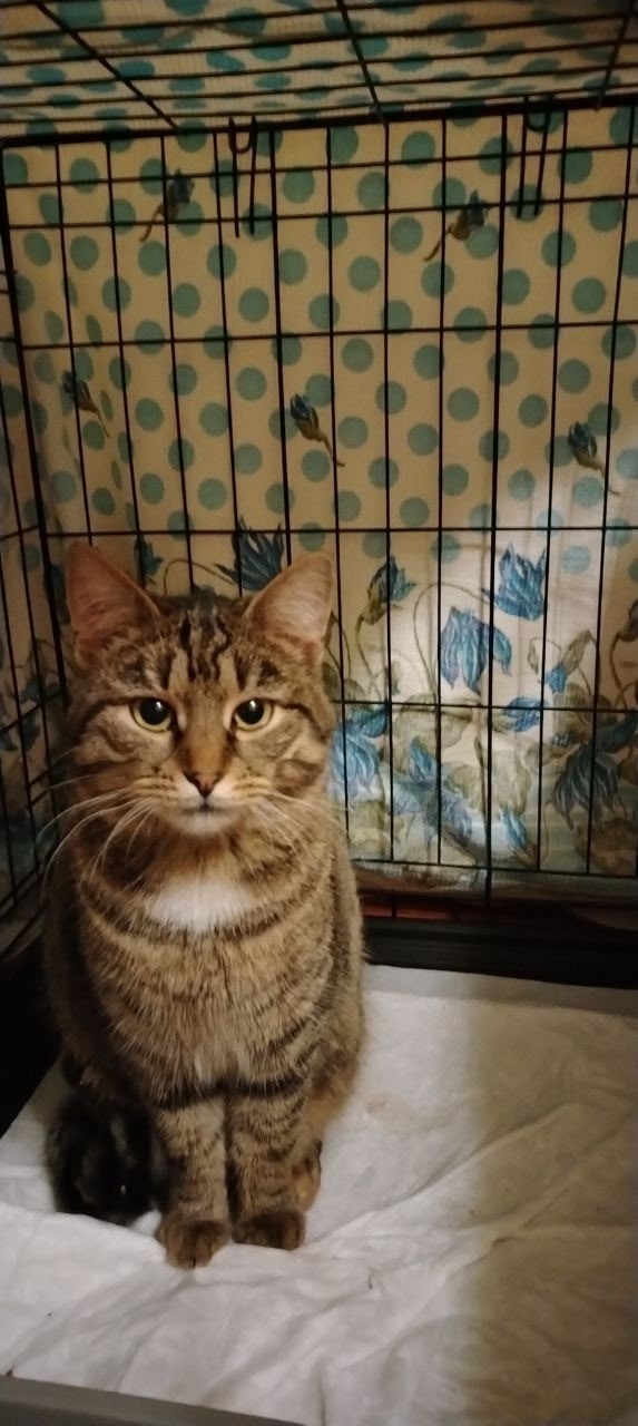 Пропала собака в Чехове — фото объявления