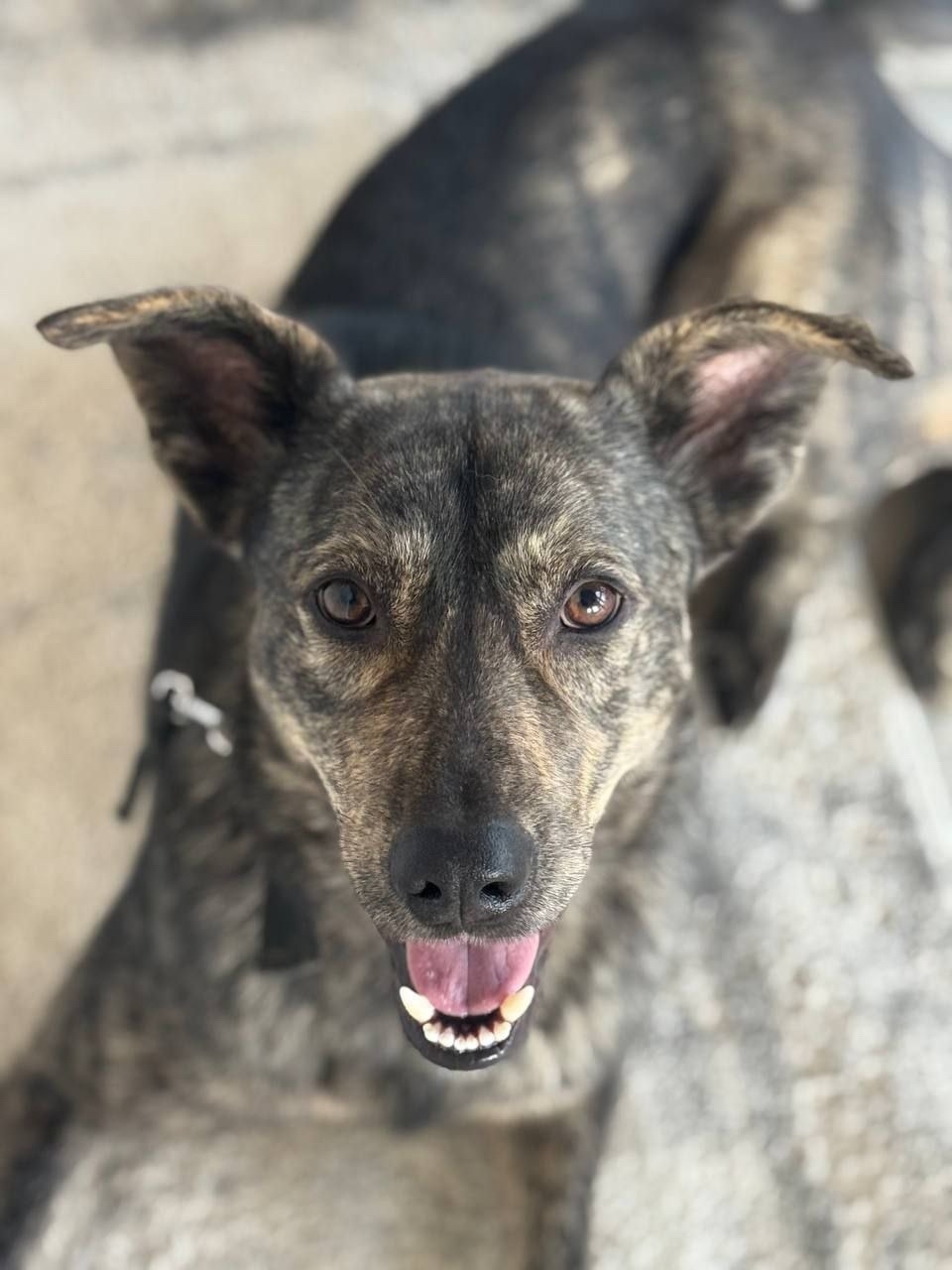 Найдена собака в Чехове — фото объявления