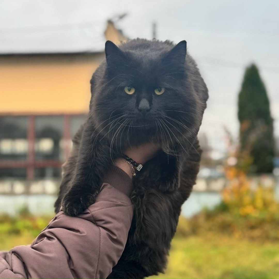 Найдена кошка в Чехове — фото объявления