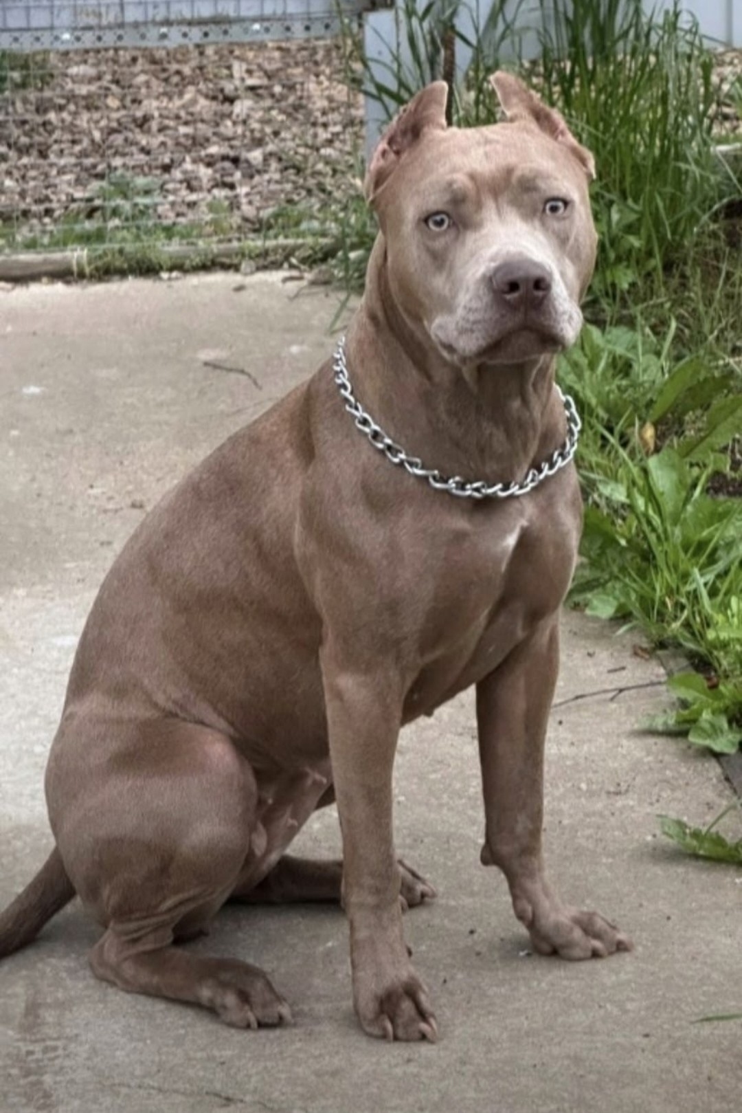 Пропала собака в Чехове — фото объявления