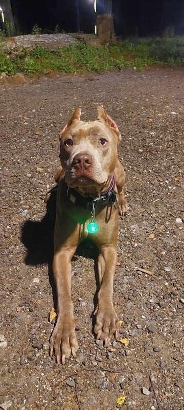 Пропала собака в Чехове — фото объявления