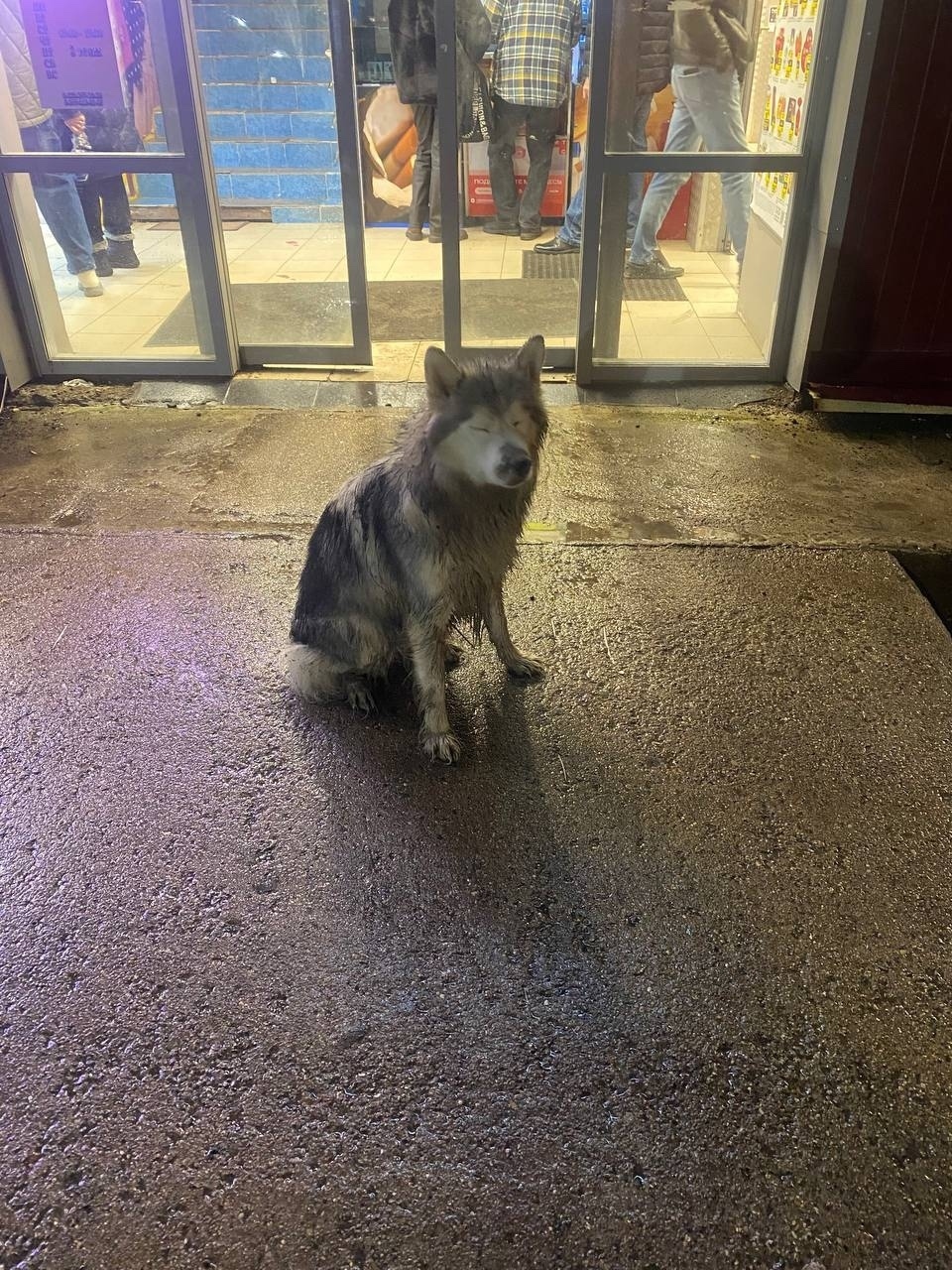 Пропала собака в Чехове — фото объявления