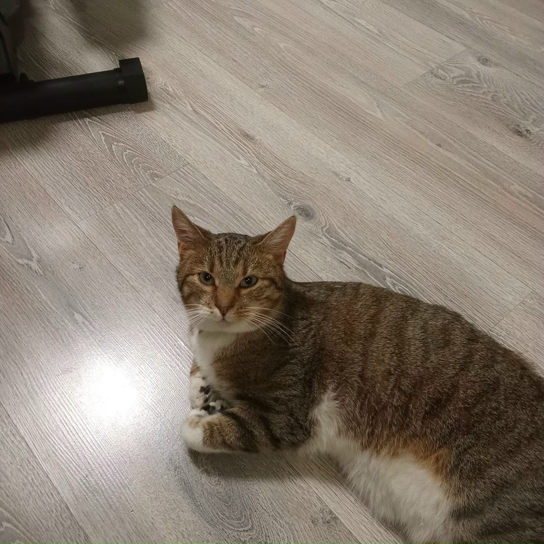 Пропала кошка в Чехове — фото объявления