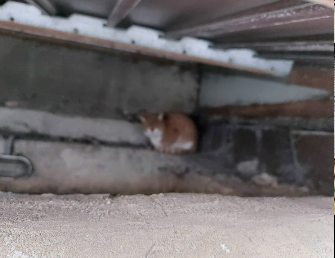 Найдена собака в Чехове — фото объявления