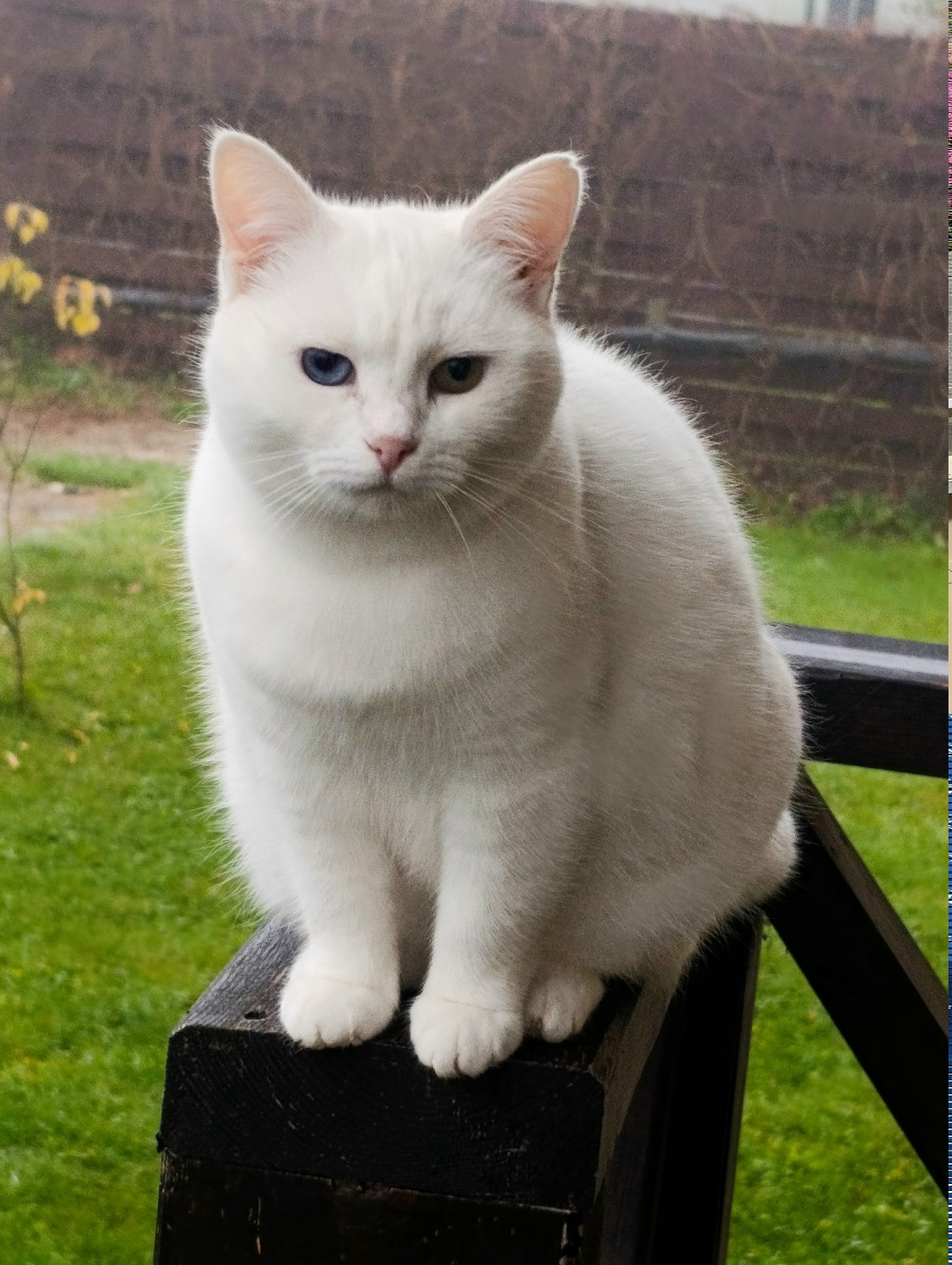 Пропала кошка в Чехове — фото объявления