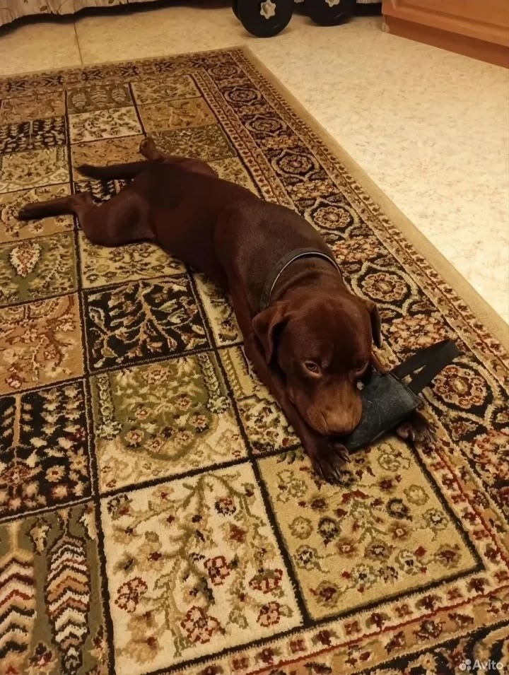 Пропала собака в Чехове — фото объявления