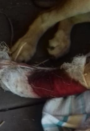 Найдена собака в Чехове — фото объявления