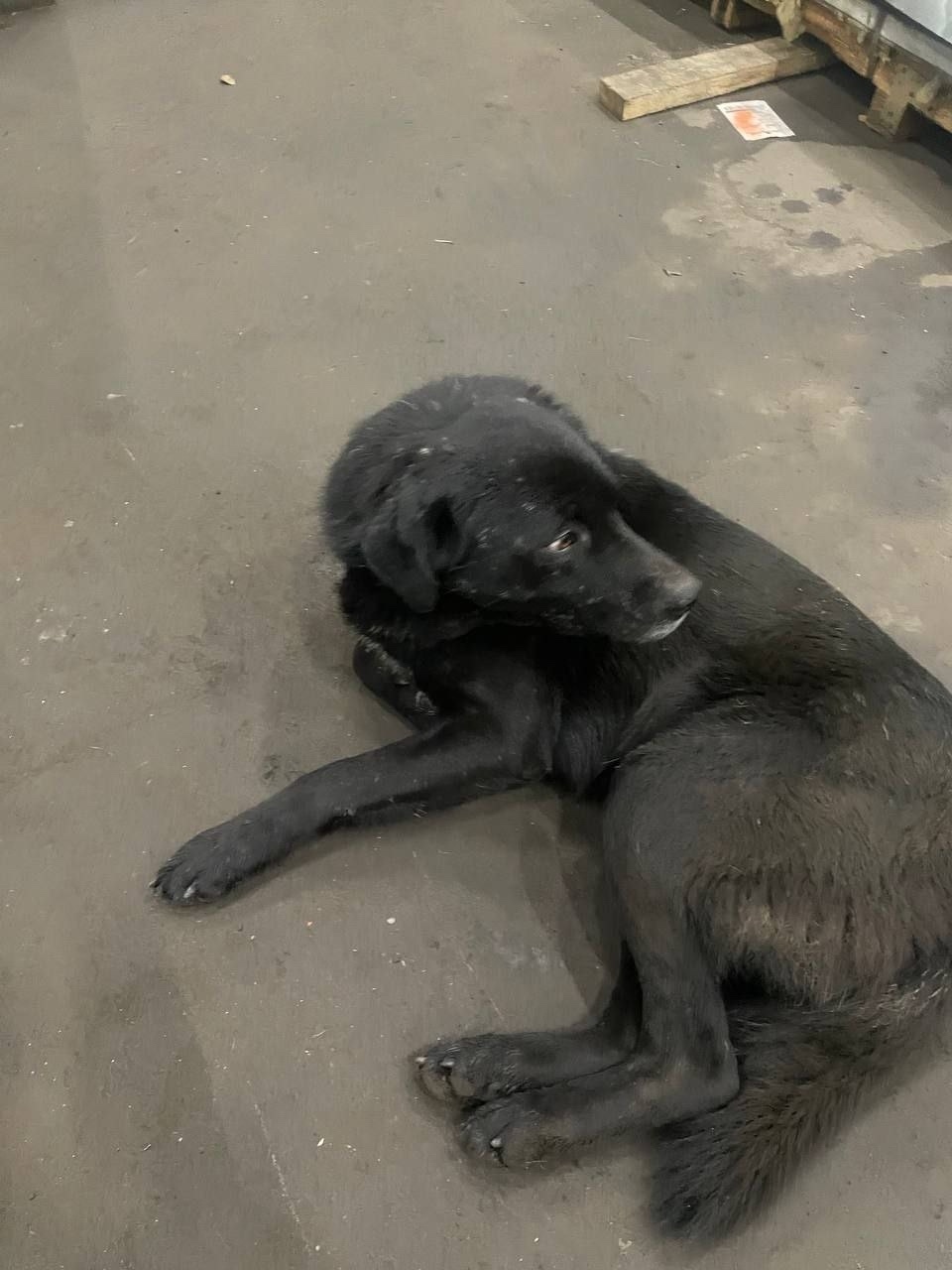 Найдена собака в Чехове — фото объявления