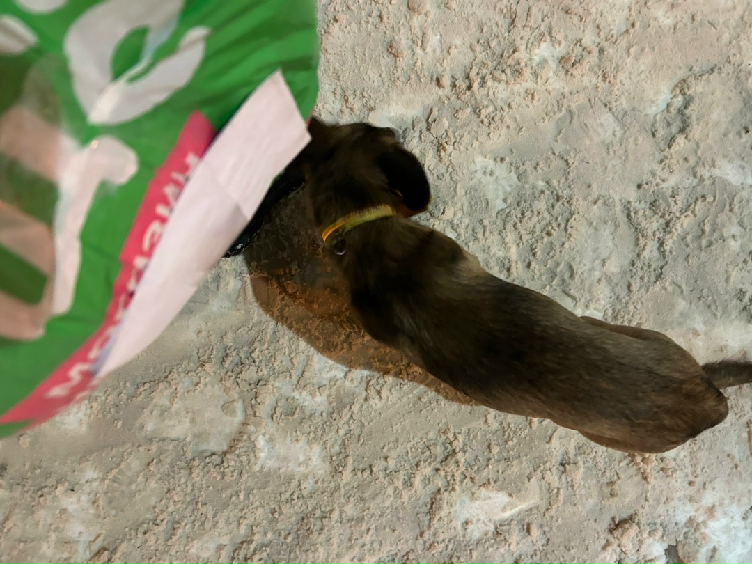 Пропала собака в Чехове — фото объявления