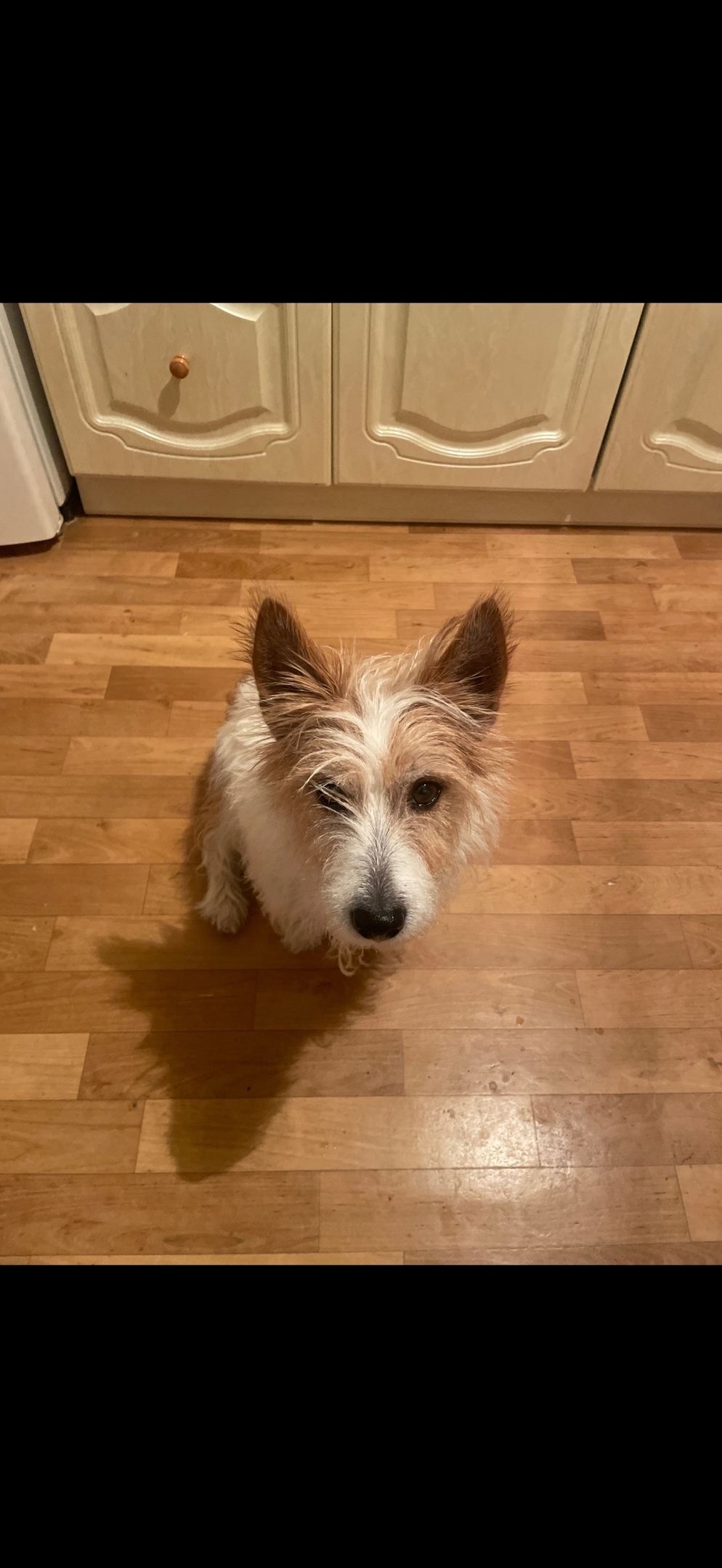 Пропала собака в Чехове — фото объявления