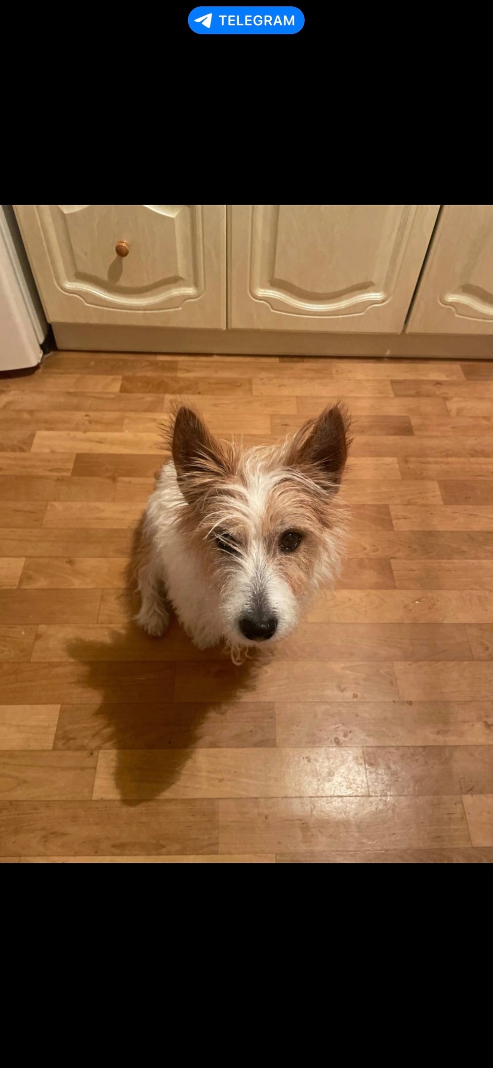 Пропала собака в Чехове — фото объявления