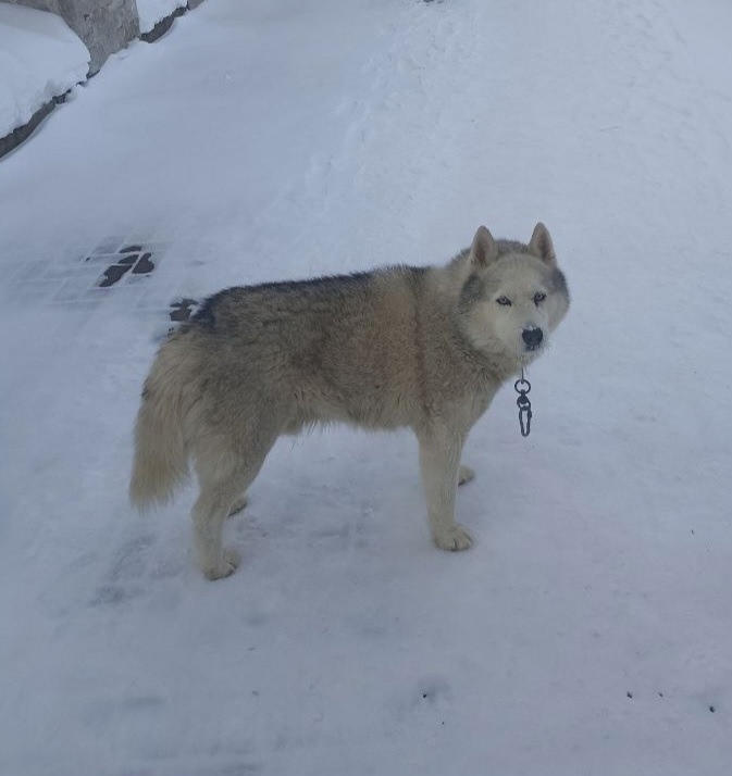 Найдена собака в Чехове — фото объявления