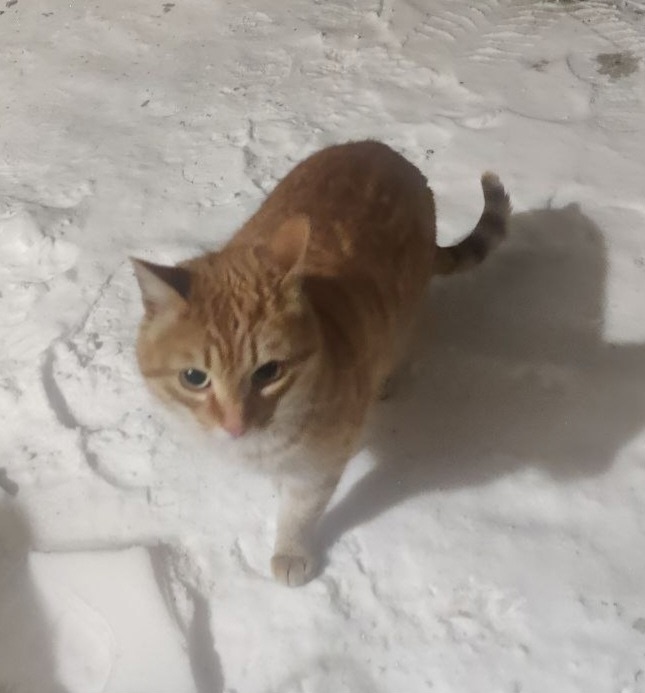 Найдена кошка в Чехове — фото объявления