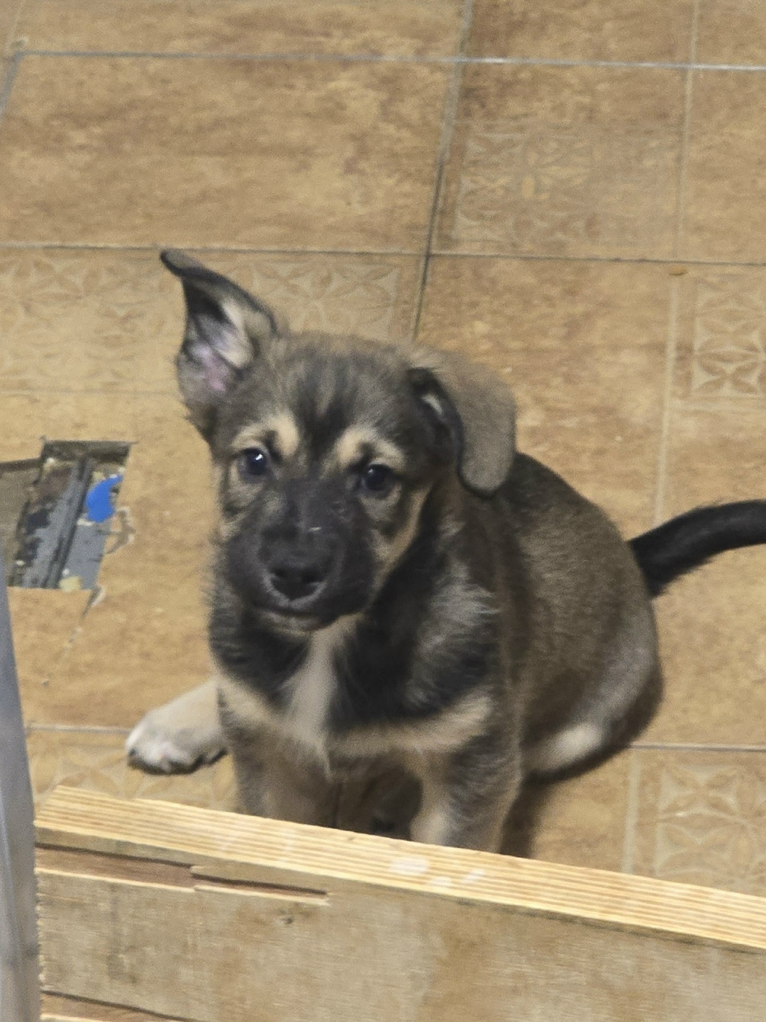 Пропала собака в Чехове — фото объявления