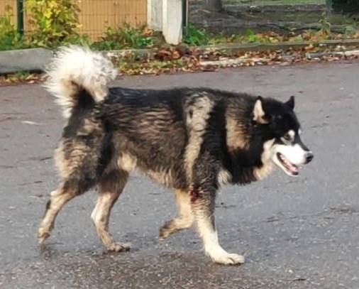 Найдена собака в Чехове — фото объявления