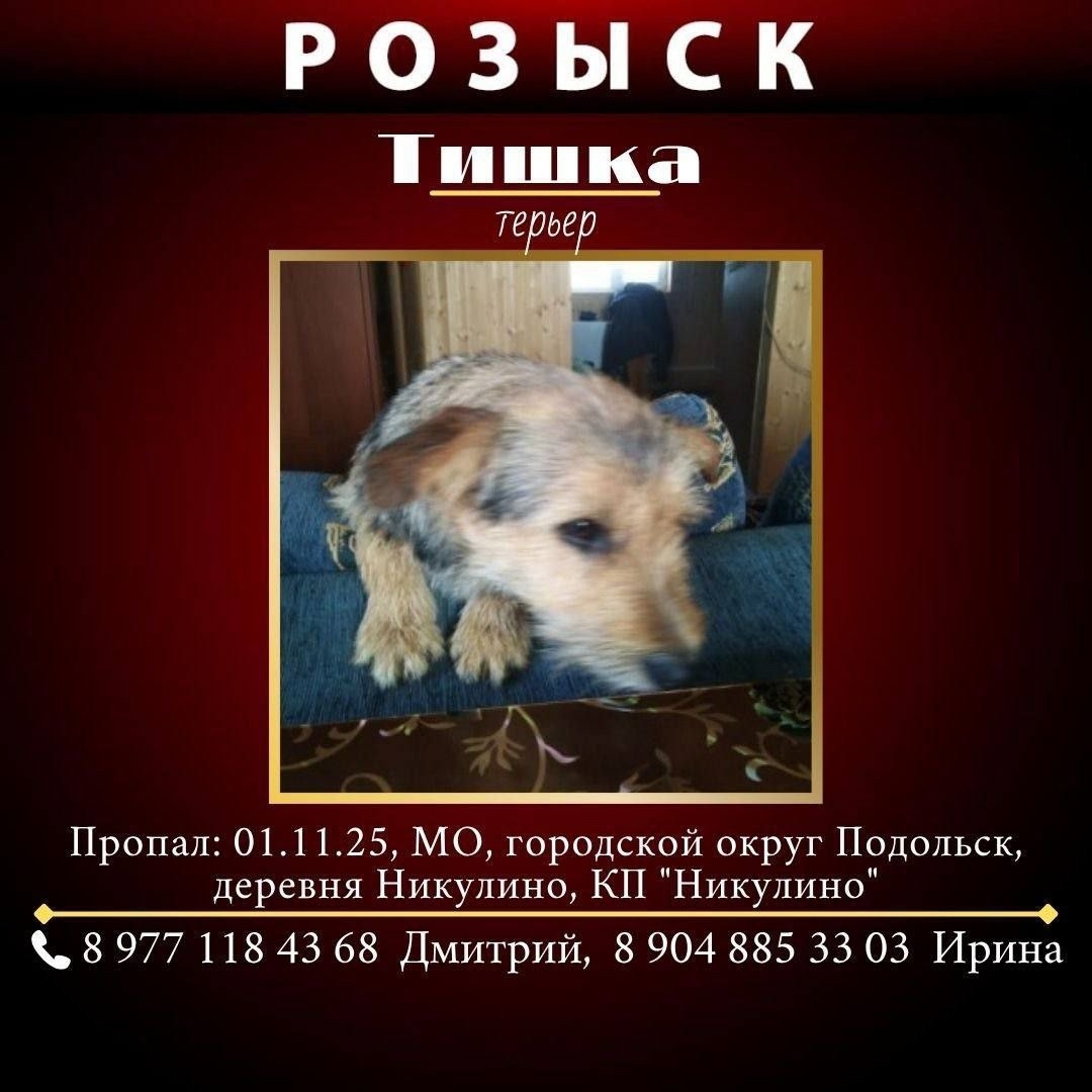 Пропала собака в Чехове — фото объявления