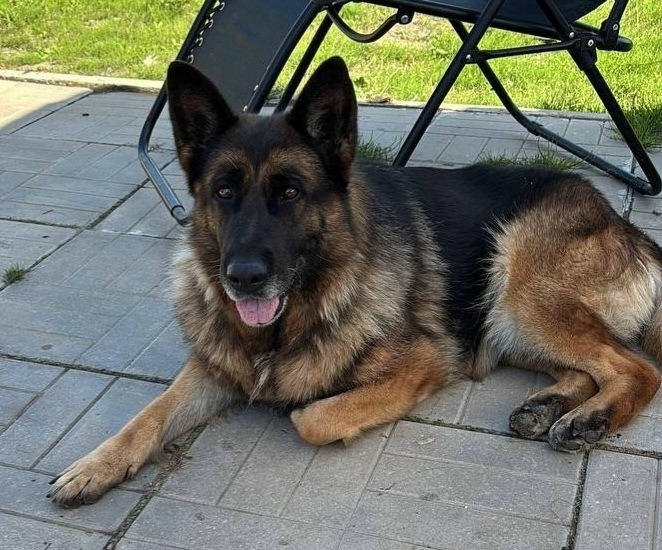 Пропала собака в Чехове — фото объявления