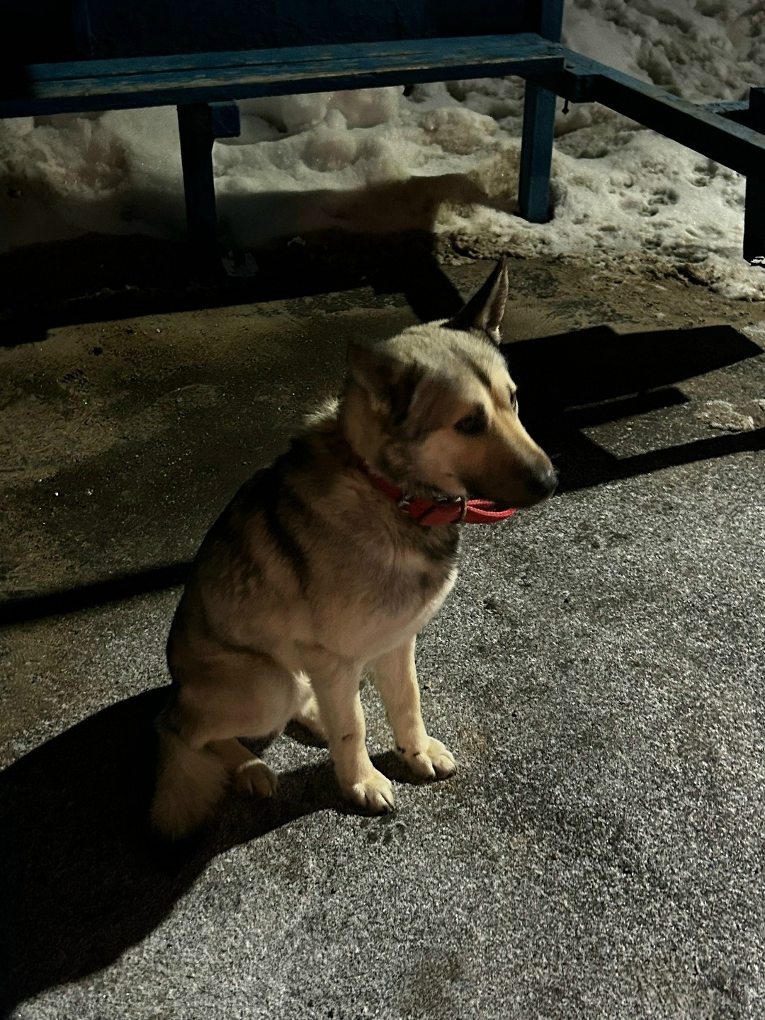 Найдена собака в Чехове — фото объявления