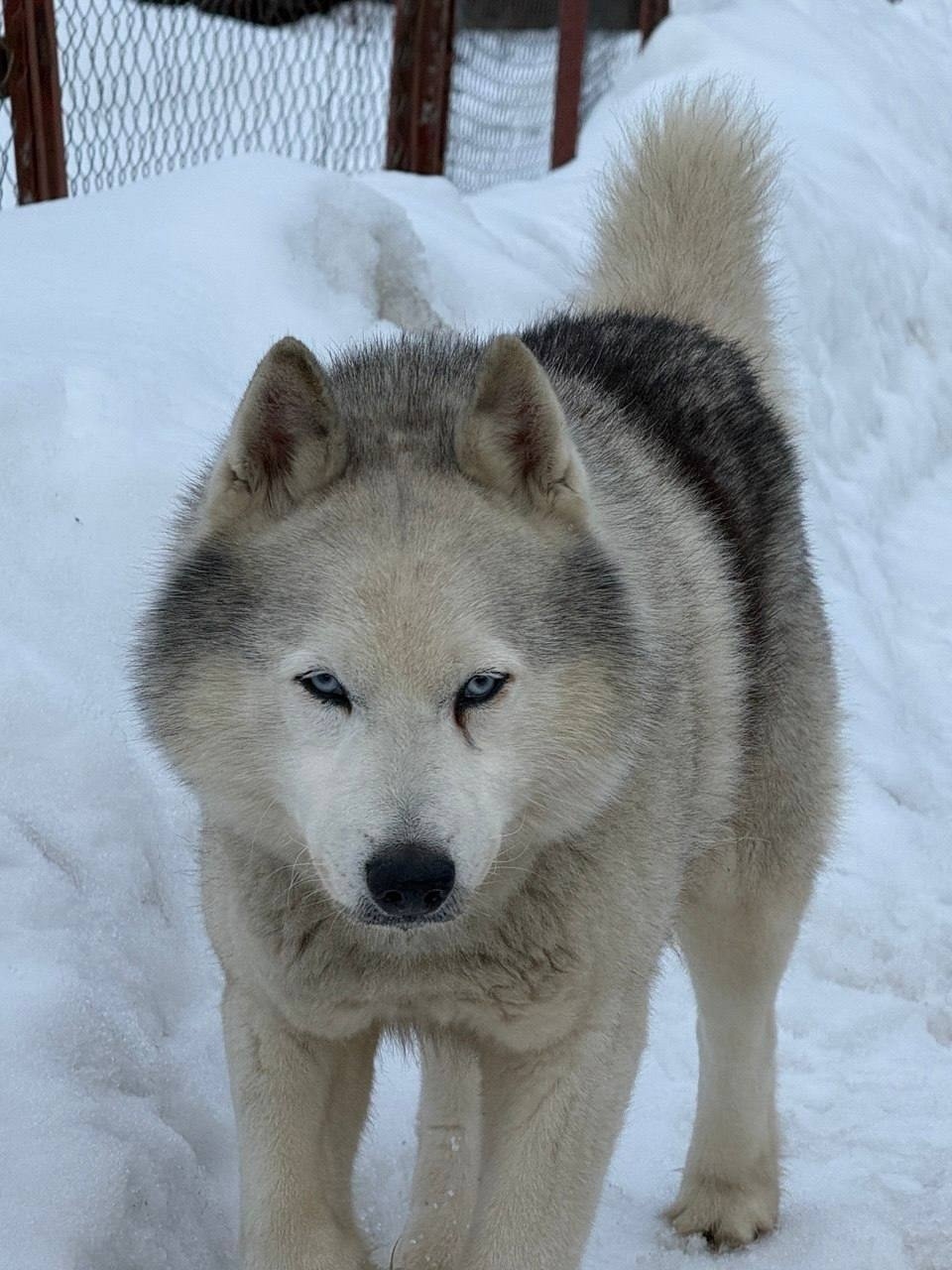 Найдена собака в Чехове — фото объявления