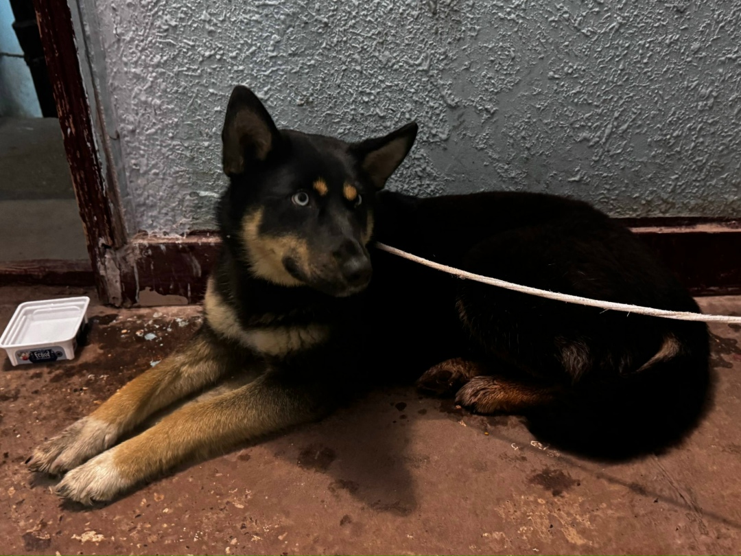 Найдена собака в Чехове — фото объявления