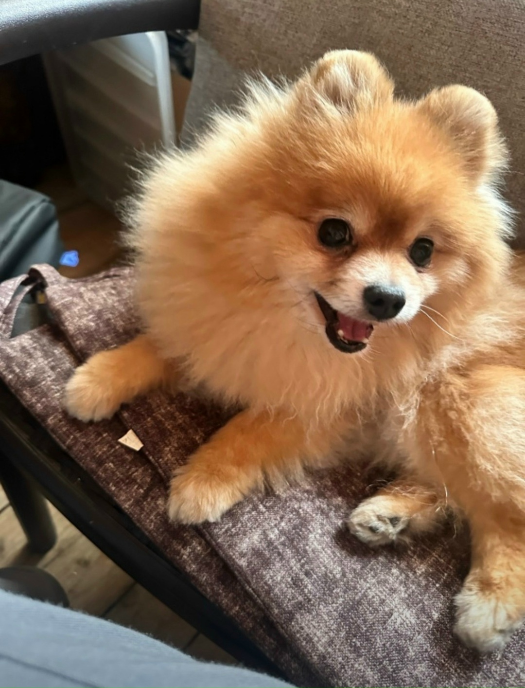 Найдена собака в Чехове — фото объявления