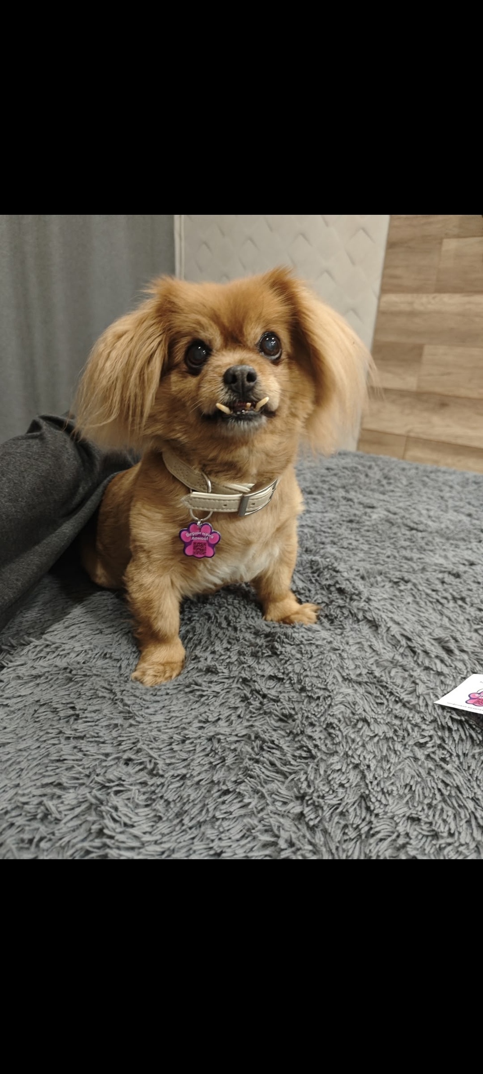 Пропала собака в Чехове — фото объявления