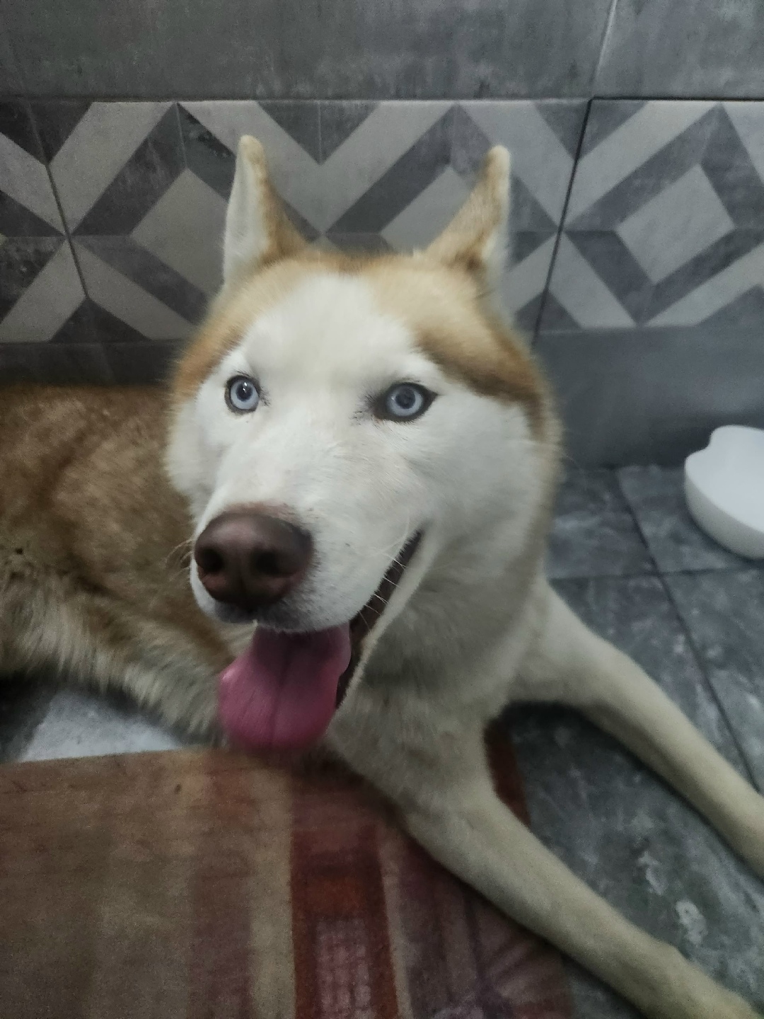 Найдена собака в Чехове — фото объявления