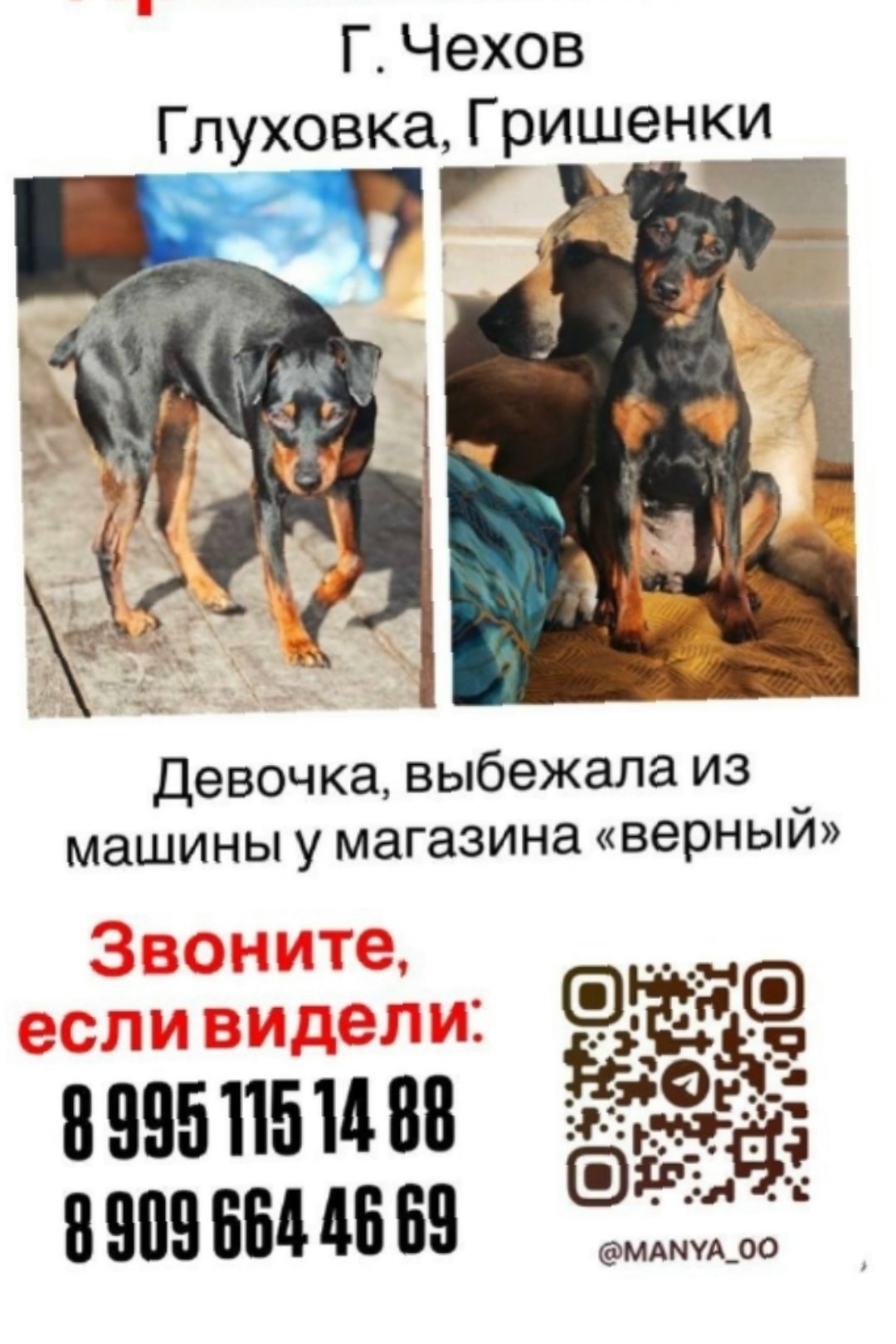 Пропала собака в Чехове — фото объявления