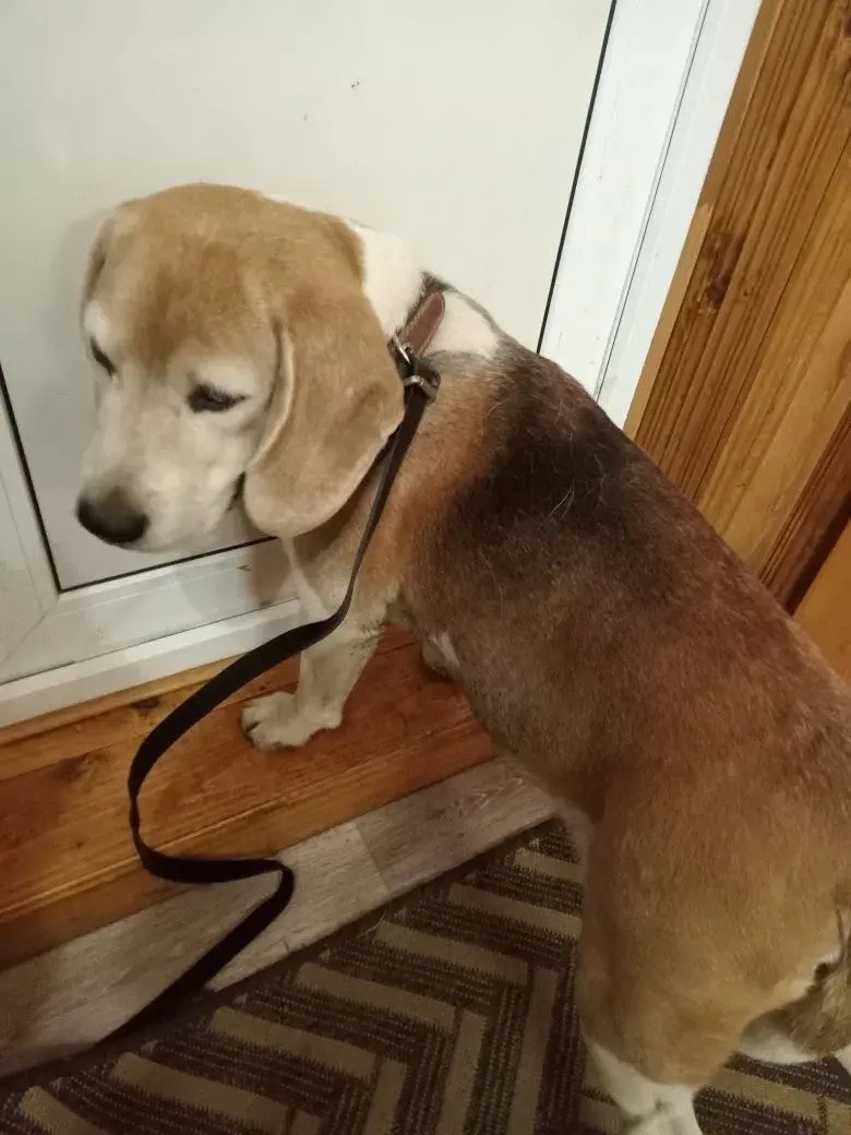 Найдена собака в Чехове — фото объявления