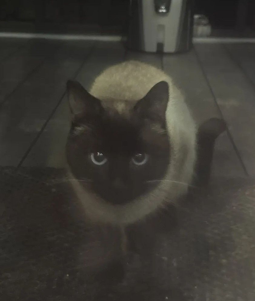 Найдена кошка в Чехове — фото объявления